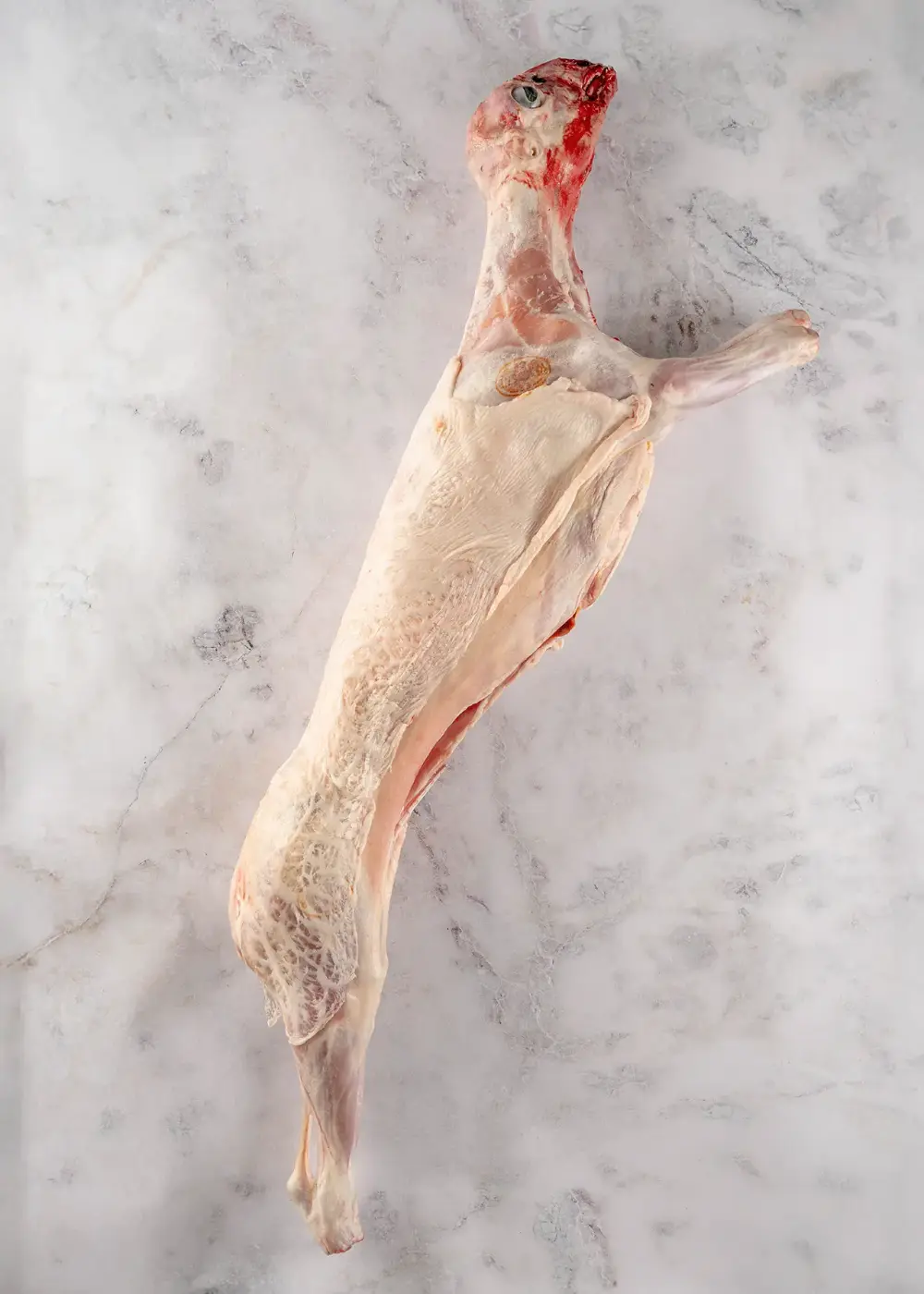 Ovino Recental 8 kg